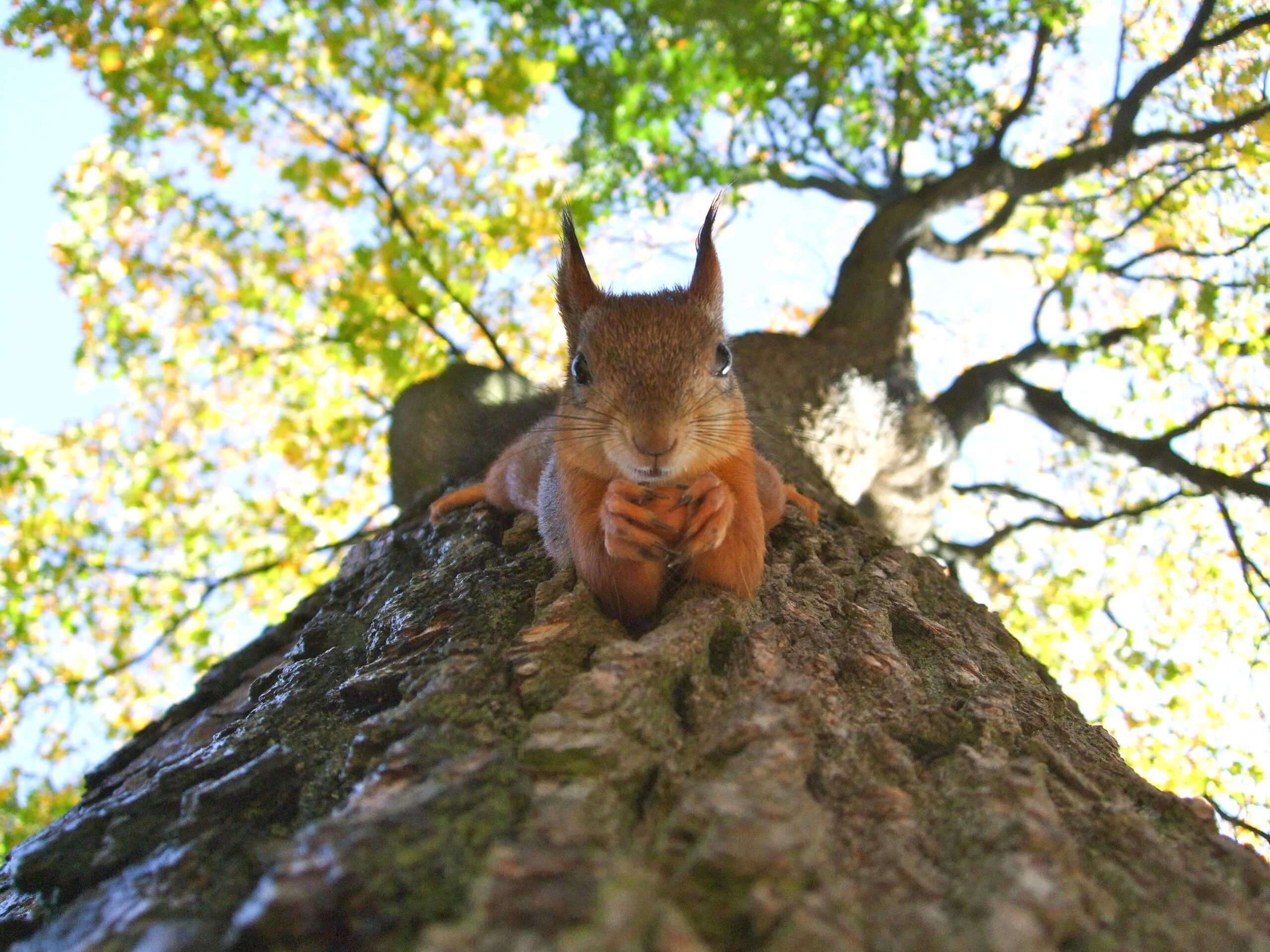 squirrel coping with cost of living anxiety