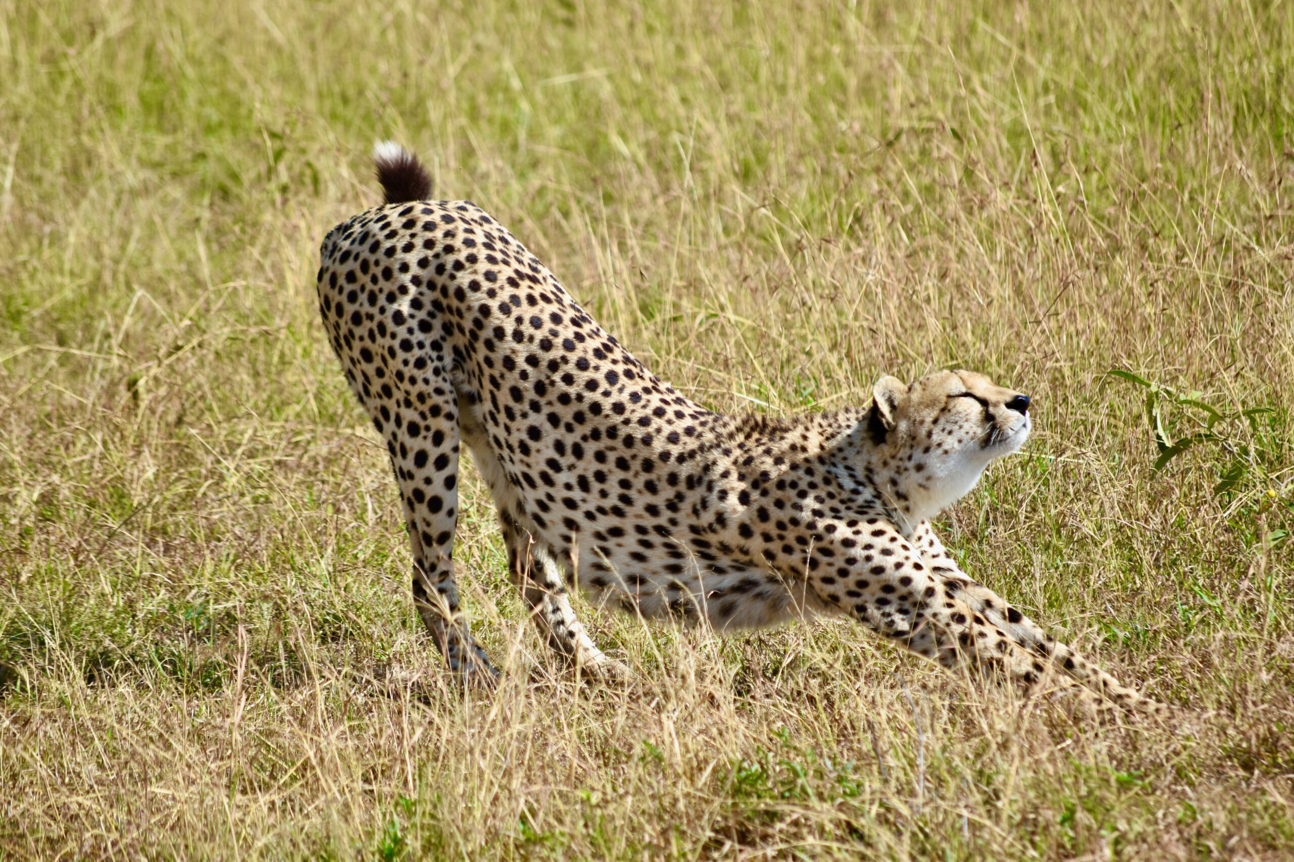 cheetah- role model good mental health